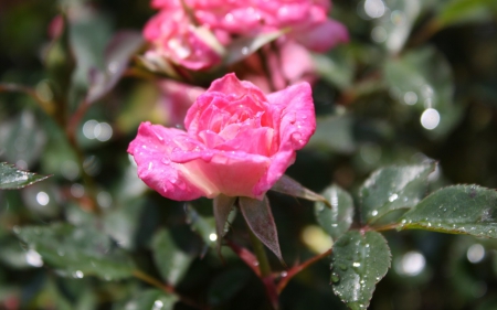 Pink roses - flower, pink, rose, green