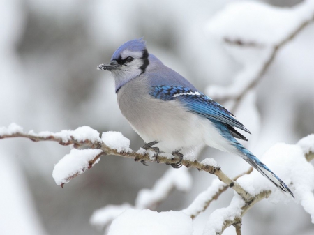 Bird In Winter - winter, limb, bird, snow