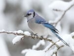 Bird In Winter