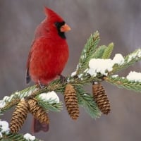 Bird In Winter