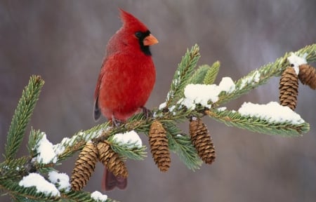 Bird In Winter - winter, limb, bird, snow