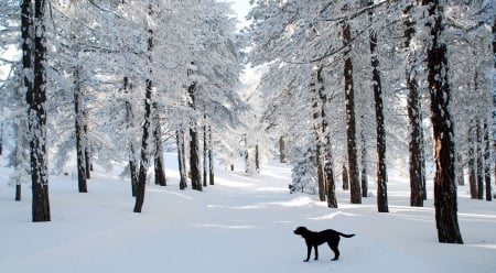 Barking In A Winter Wonderland