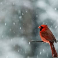 Bird In Winter