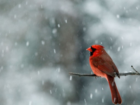 Bird In Winter - winter, snowing, bird, snow