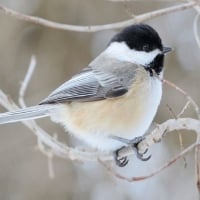 Bird In Winter