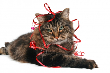 Cat - christmas, white, animal, red, ribbon, cat