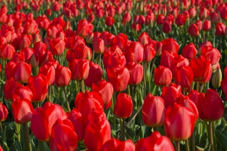 *** Tulips *** - red, flower, tulips, flowers, nature