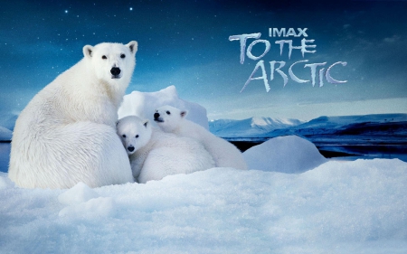 To The Arctic - To The Arctic, polar bear, north pole, arctic