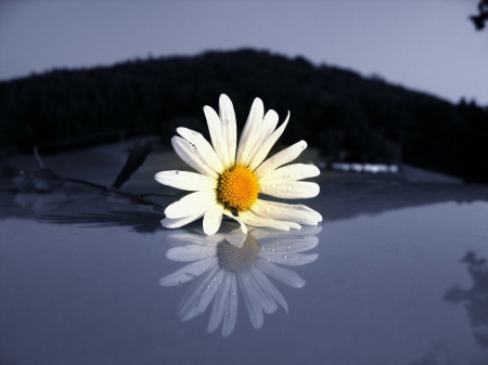 Mirrored White Flower!