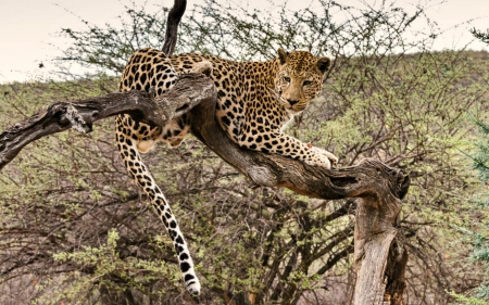 Leopard in Tree - africa, tree, leopard, animal