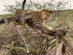 Leopard in Tree