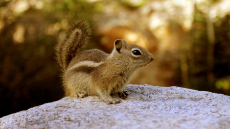 *** Chipmunk *** - animal, chipmunk, squirrel, animals