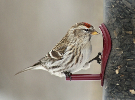 *** Bird *** - animal, animals, bird, birds