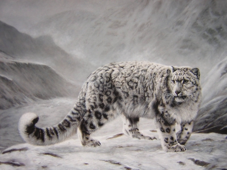 Cold Winter - cold, winter, mountains, snow leopard