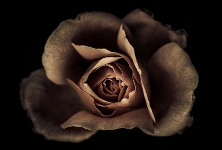 rose - flowers, nature, photography, brown, rose