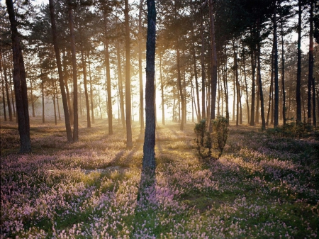 sunlight and the wild forest - nature, trees, sunlight, forests, sunrays