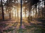 sunlight and the wild forest