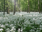 forest flower field