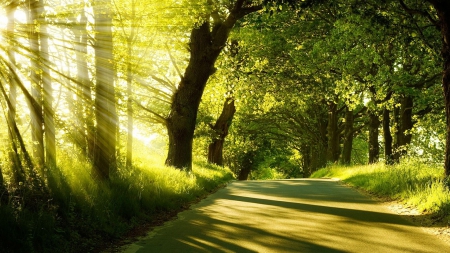 forest sunshine - nature, sunshine, trees, forests, sunrays, summer