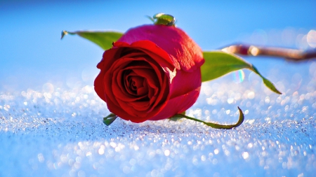 rose in snow