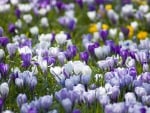 white n lavendar flowers