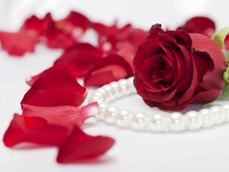 pearl necklace n red rose - flowers, roses, red rose, nature, petals, pearl