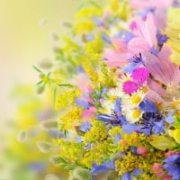 summer flowers