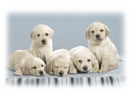 Dogs - pretty, puppys, beautiful, dog, lovely, sweet, animal, dogs, cute, puppy, animals