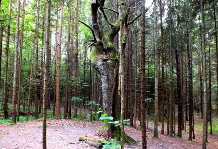 Pokaini forest fantasy. - nature, others, forests, trees