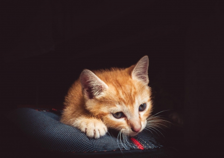 Cat - pretty, cat face, sleepy, paws, kitten, cats, face, sleeping, hat, beautiful, beauty, lovely, sweet, cat, cute, animals, kitty