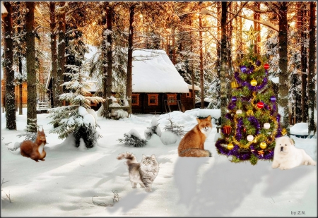 Happy New Year - new year, nature, fox, cat, animals, dog