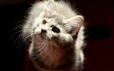 Hello! - white, grey, cat, animal, cute, kitten