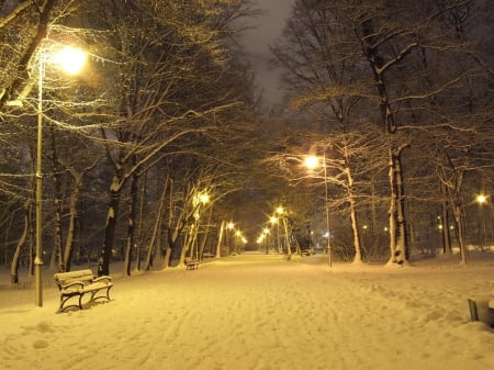 Winter Park at Night! - night, winter, nature, park