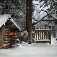 Cabins in Forest