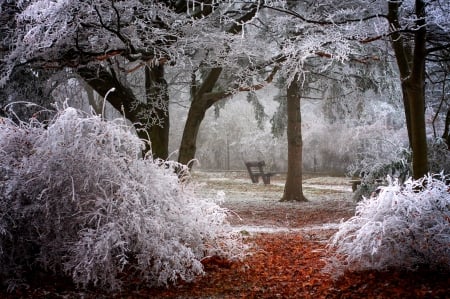 Splendor - trees, winter, splendor, landscape, leaves, fall, path, winter splendor, winter time, nature, autumn, bench, park