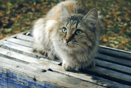 Cat - sleepy, cute, beautiful, cat, sleeping, kitty, cats, hat, cat face, paws, face, animals, pretty, beauty, sweet, kitten, lovely