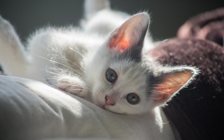 Cat - sleeping, beauty, cat face, hat, animals, sleepy, paws, face, pretty, cute, cat, kitty, lovely, kitten, cats, beautiful, sweet