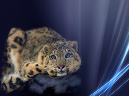 Beautiful - snow leopard, cat, animals, cats, beautiful