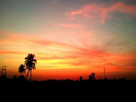 night time - farm, sky, date tree, nature, night