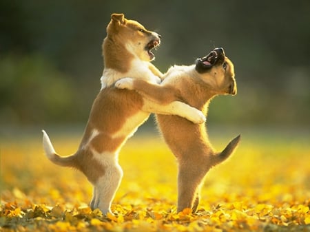 play fighting - pups, playfull, adorable, cute