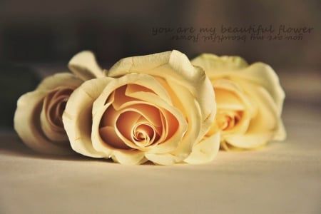 Roses - nature, yellow, roses, soft