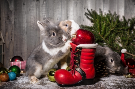 Merry Christmas - nice, new year, xmas, photography, colorful, magic christmas, bunny, balls, rabbits, pretty, cold, holiday, background, winter, lovely, christmas, christmas balls, merry christmas, bunnies, snow, beautiful, photo, decoration, happy