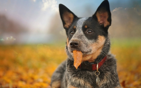 Autumn dog - animal, pretty, cute, animals, beautiful, sweet, puppy, puppys, dogs, lovely, dog