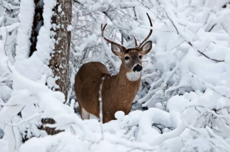 A lovely deer - pentru cerb, frig, geroasa, iarna