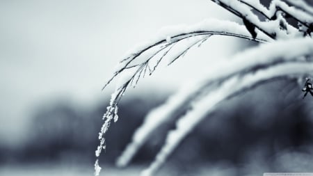 Winter twigs - fields, bokeh, ice, photography, wallpaper, frosted, hd, nature, abstract, cold, macro, frost, snow, frozen, grass, twigs