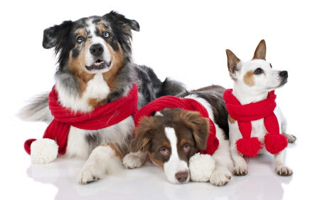 Adorable Friends - xmas, animals, magic christmas, christmas, dog face, merry christmas, dog, dogs, friends