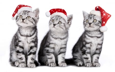 Christmas Cats - cat face, xmas, cat, kitty, magic christmas, kitten, christmas, merry christmas, christmas cats, cats, cute