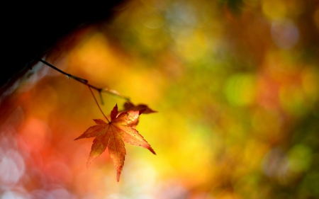 Leaf - leaf, tree, nature, jungle