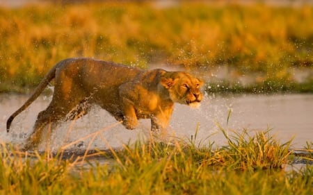 Lion - run, animal, hunt, lion