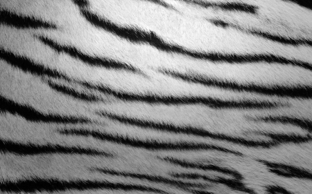 Black and white - white, fur, pattern, animal, texture, black